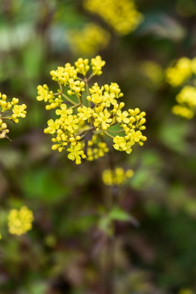 three-leaved patrinia