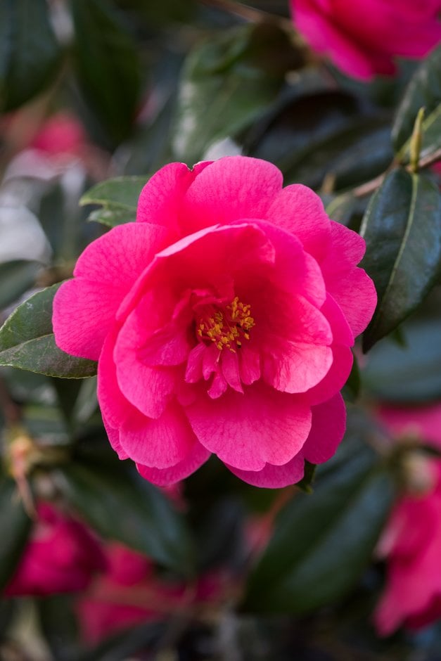 camellia 'Mirage'