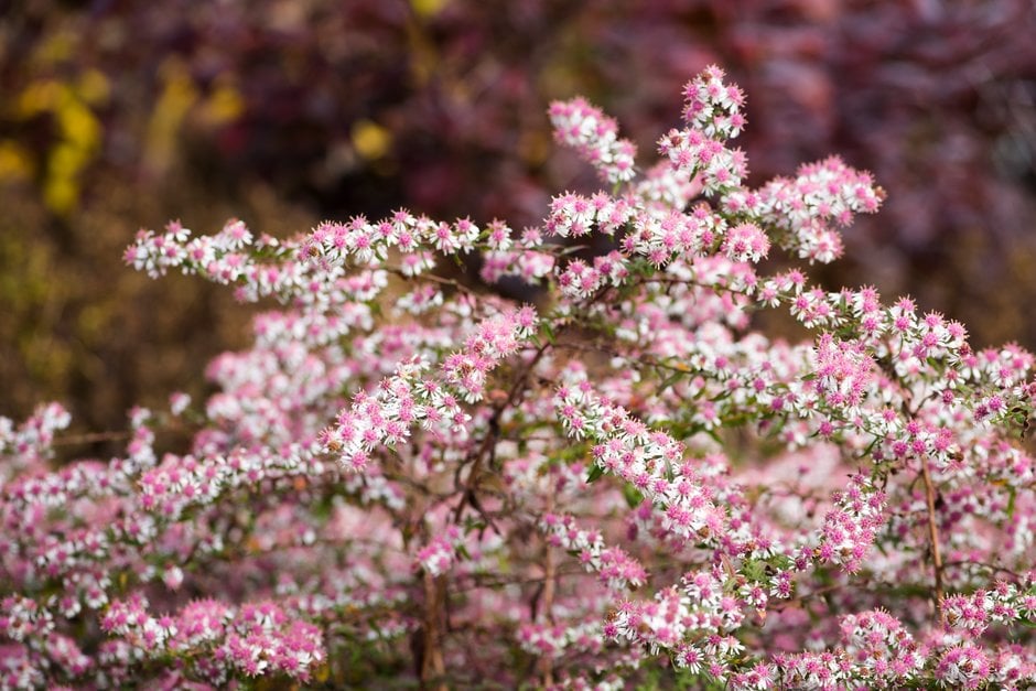 calico aster 'Lady in Black'