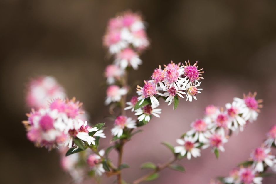calico aster 'Lady in Black'
