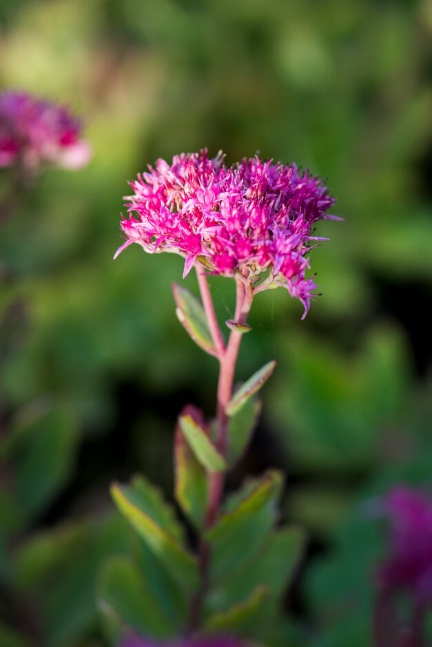 stonecrop 'Abbey Dore'
