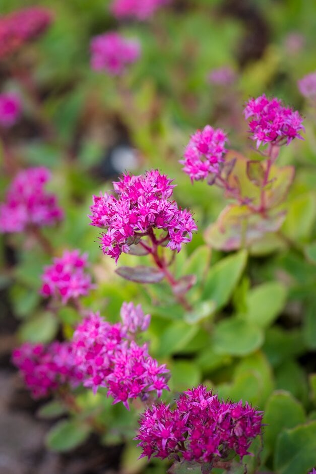 stonecrop 'Abbey Dore'