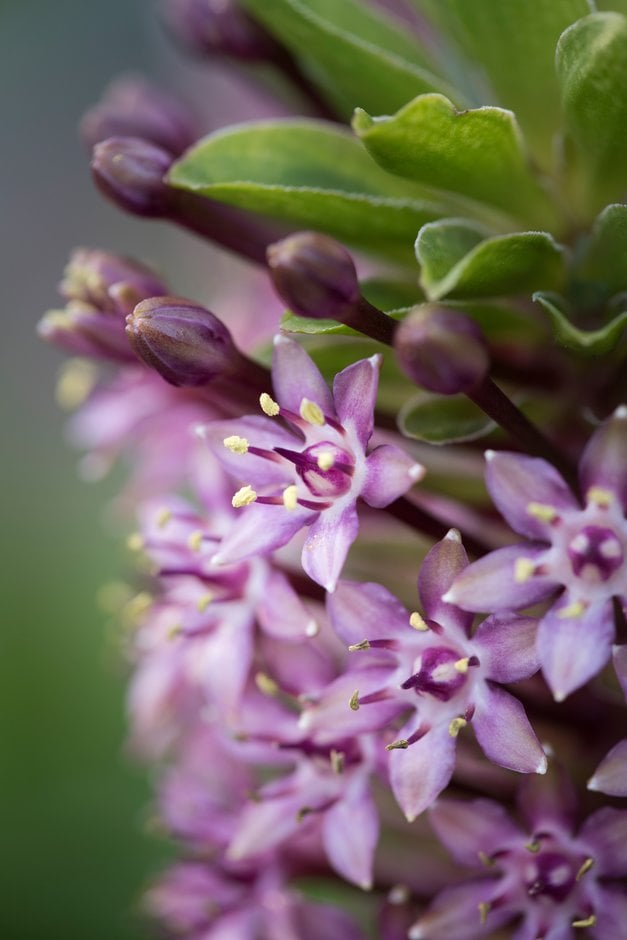 pineapple lily 'Pink Gin'