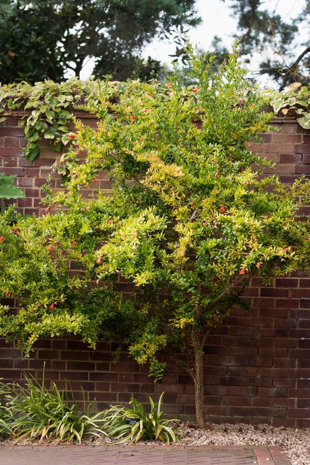 dwarf pomegranate