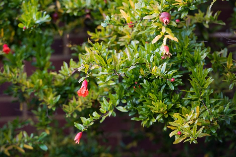 dwarf pomegranate