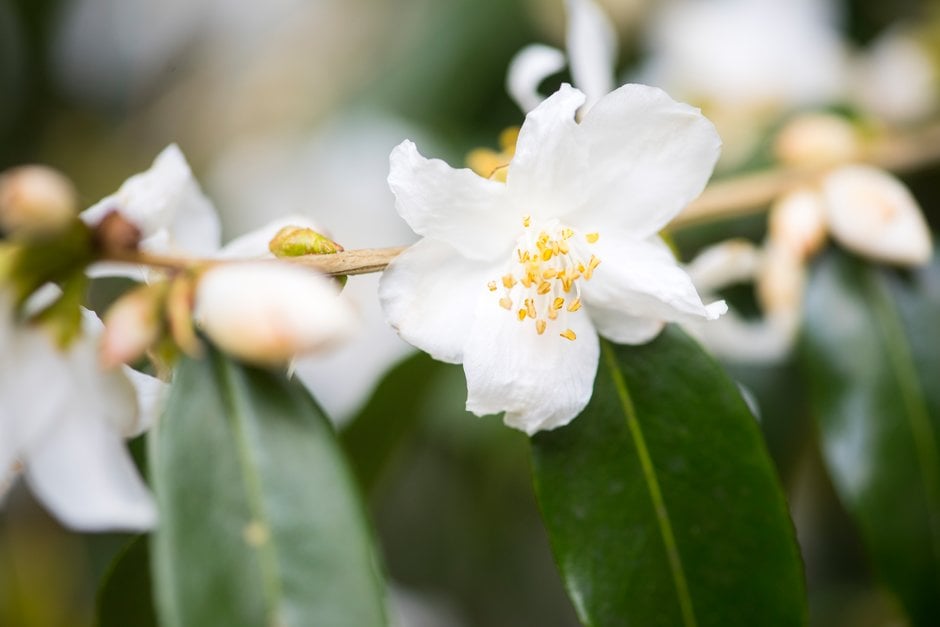cuspidate camellia