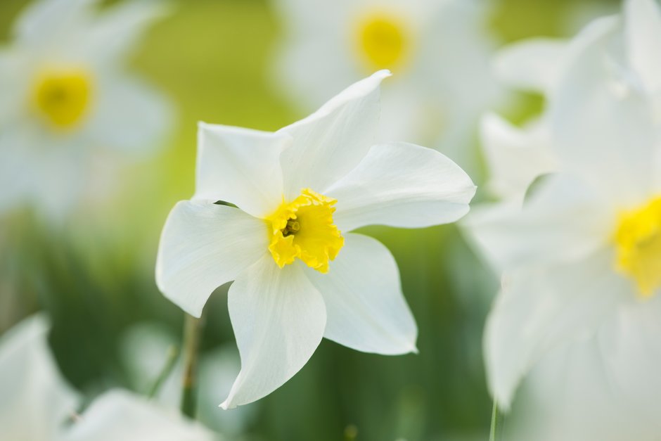 daffodil 'Conspicuus'
