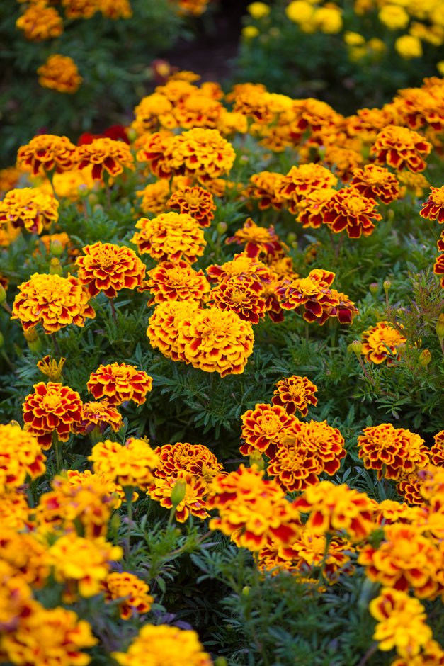 French marigold [Durango Bee]