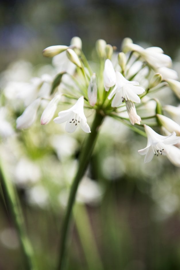 African lily 'Yorkshire Rose'
