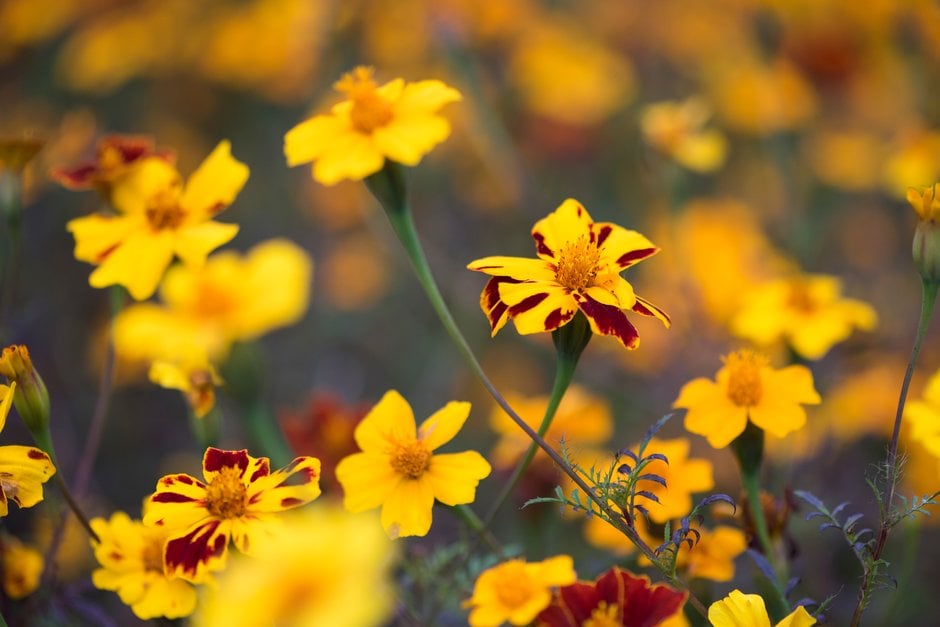 French marigold 'Pots of Gold'