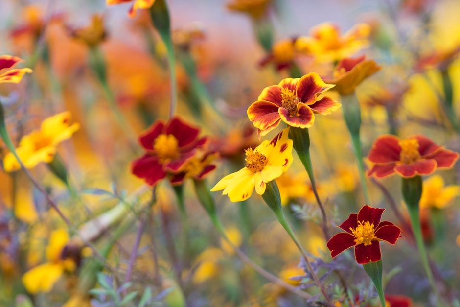 French marigold 'Pots of Gold'