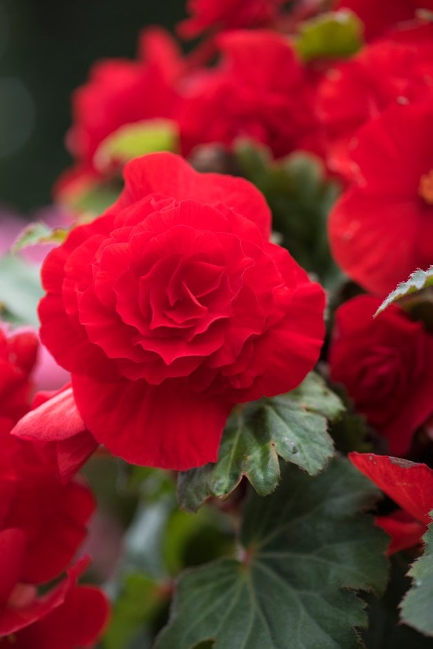 begonia [Fortune Scarlet]
