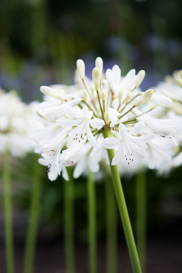 African lily 'Leicester'