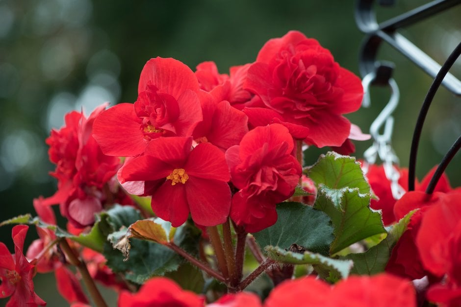 begonia [Fortune Scarlet]