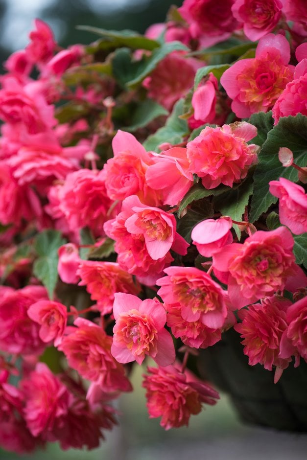 begonia [Sweet Spice Bounty Coral]