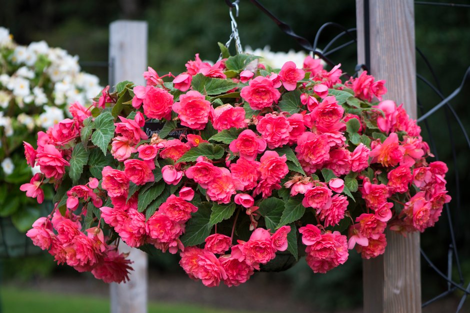 begonia [Sweet Spice Bounty Coral]