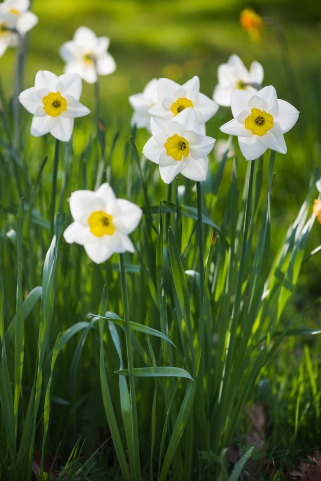 daffodil 'Salome'