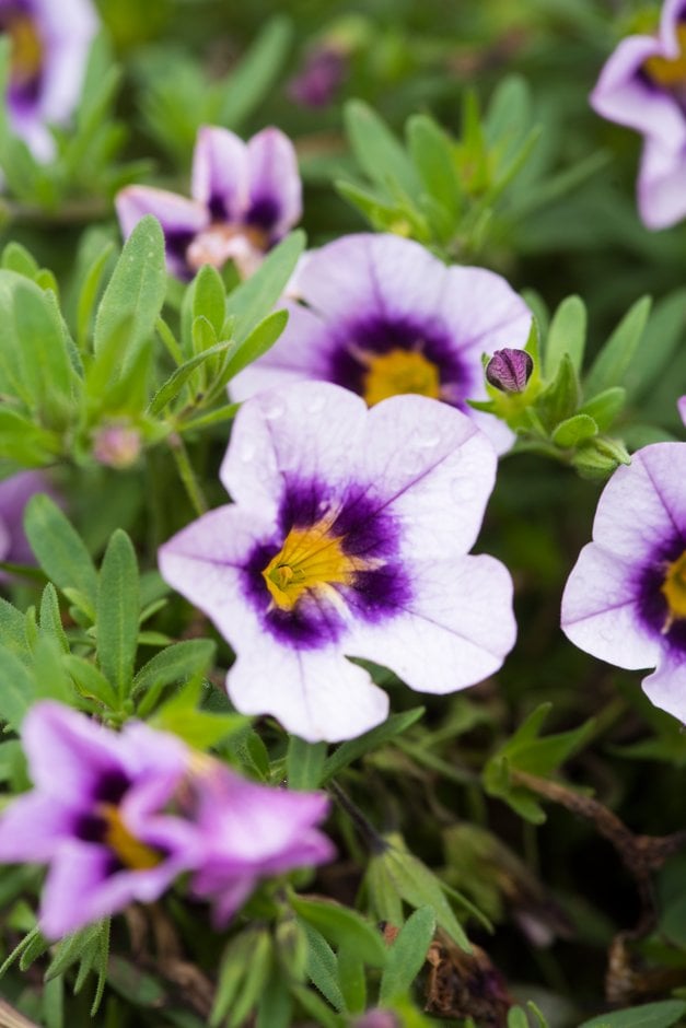 calibrachoa [Hula Lavender]
