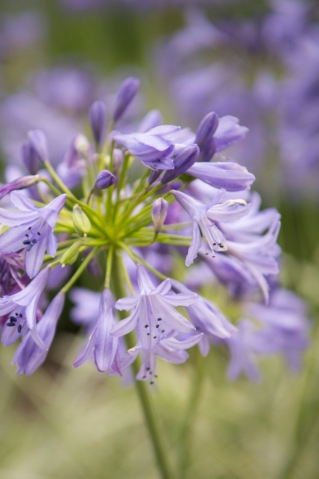 African lily [Silver Moon]