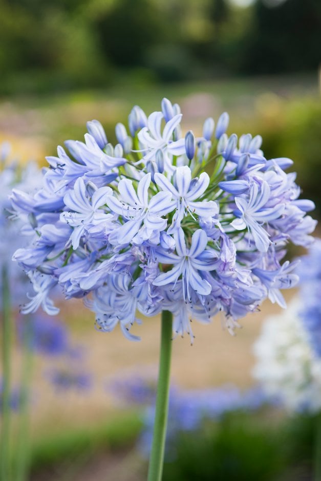 African lily 'Summer Days'