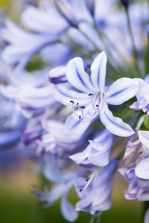 African lily 'Summer Days'