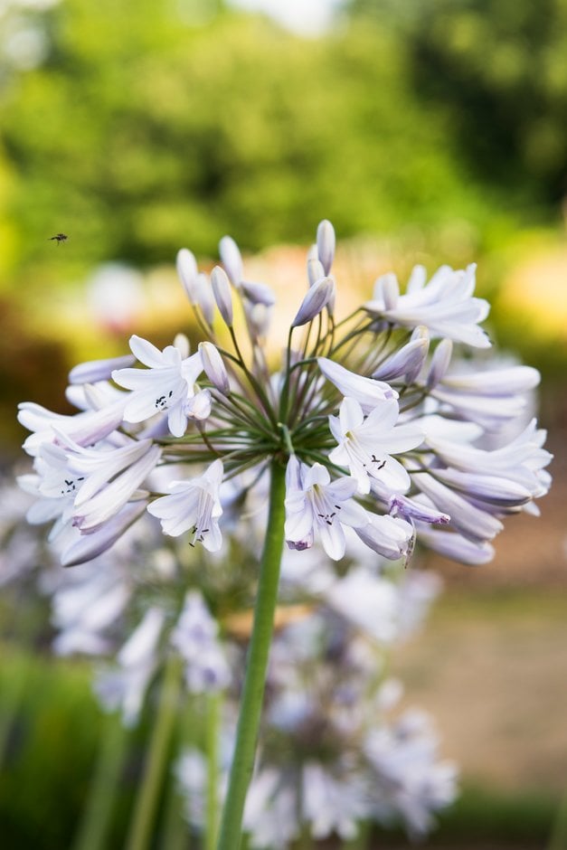 African lily 'Dartmoor'