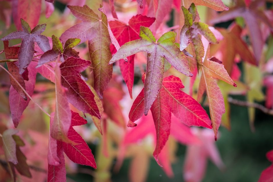 sweet gum 'Corky'