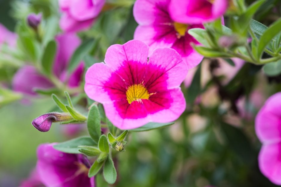 calibrachoa [Aloha Classic Tiki Hot Pink]