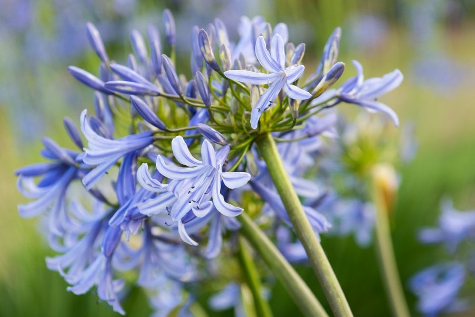 African lily 'Jodie'