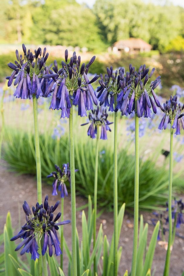 drooping closed African lily