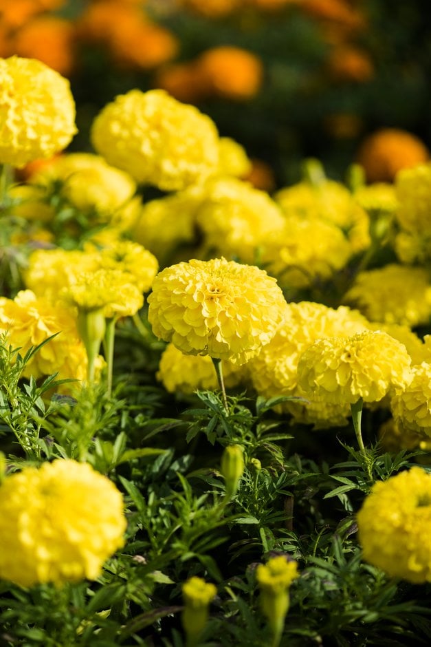 African marigold [Perfection Yellow]