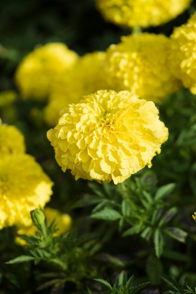 African marigold [Perfection Yellow]