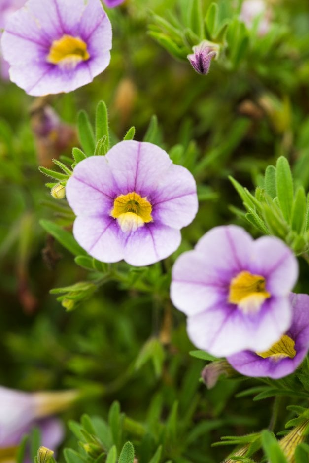 Calibrachoa Aloha Classic Blue Sky (&Duealbusky&) (Aloha Classic Series ...