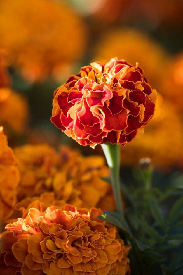 marigold 'Zenith Red'