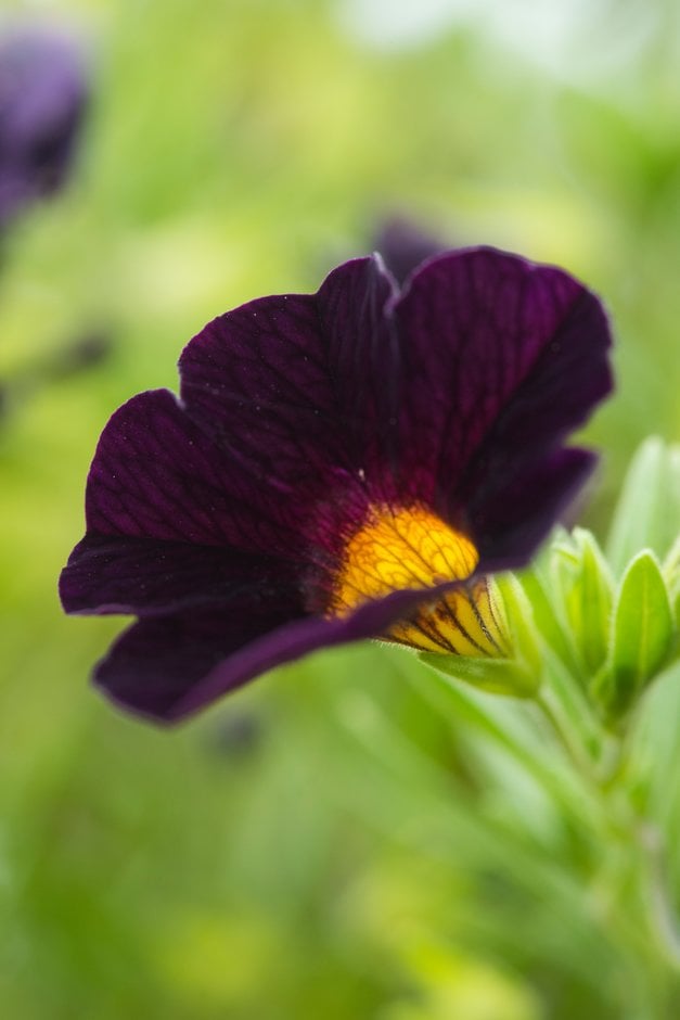 calibrachoa [Can-can Black Cherry]