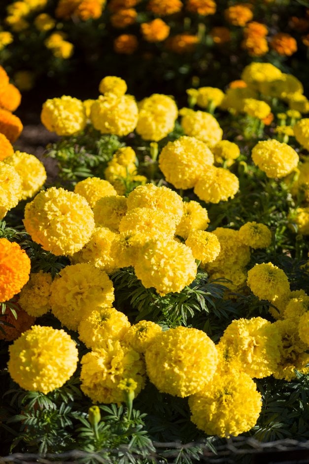 African marigold 'Big Top Yellow'