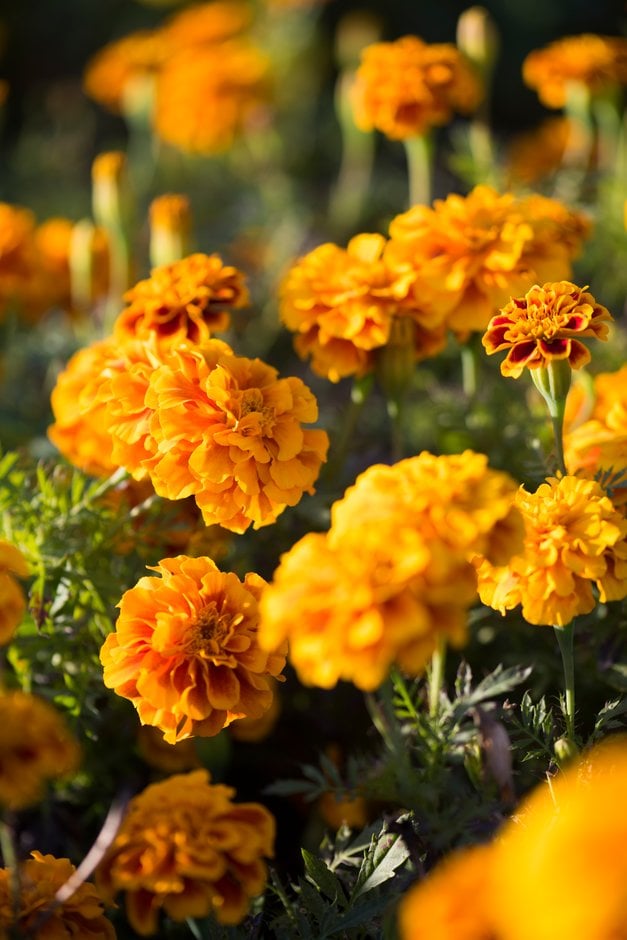 French marigold 'Alumia Gold'