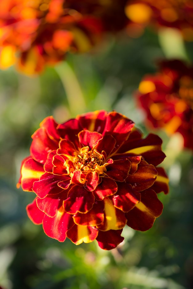 French marigold 'Alumia Red'