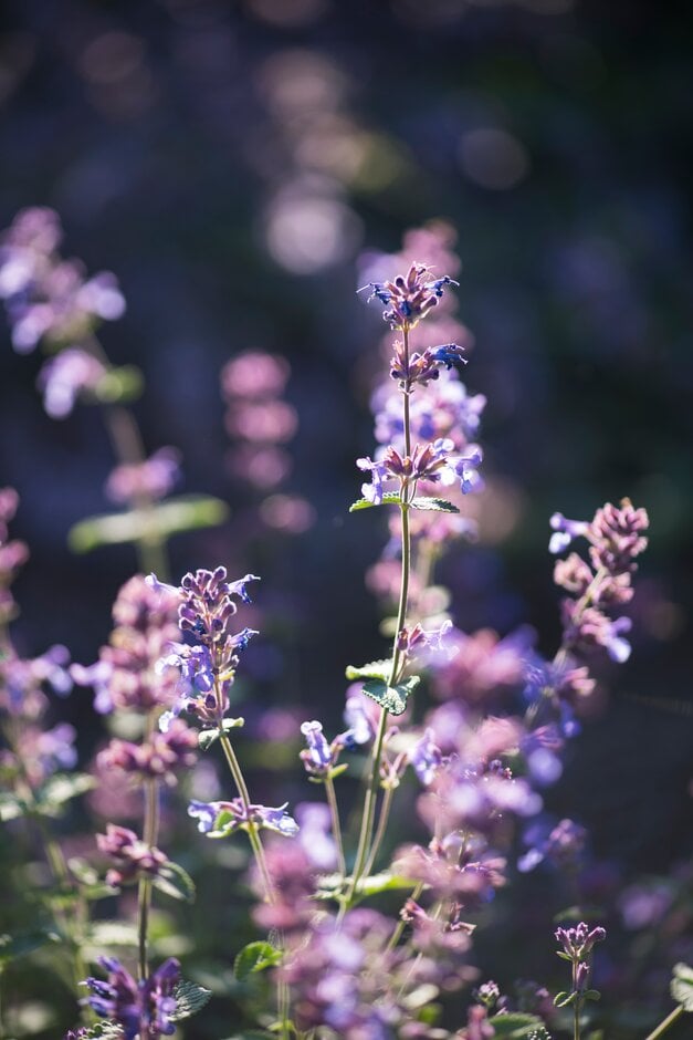 catmint 'Felix'