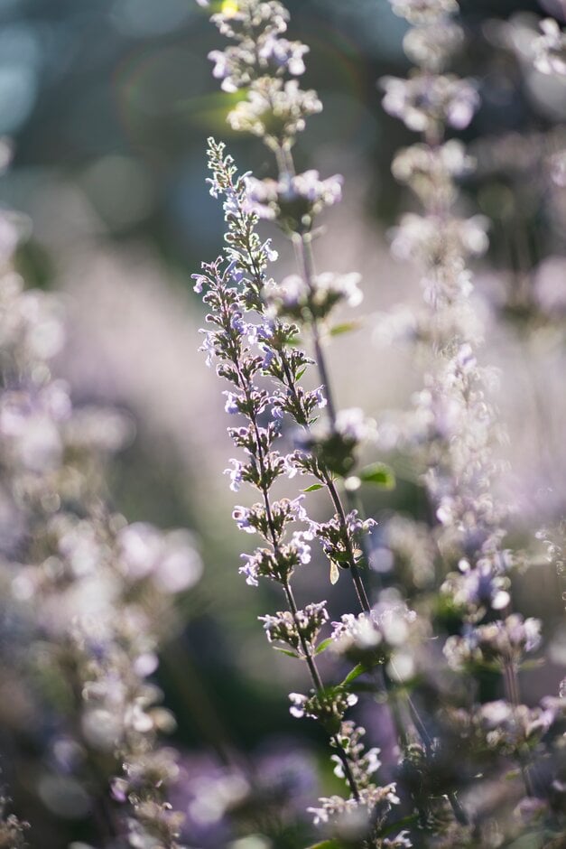 naked catmint 'Lake Sevan'