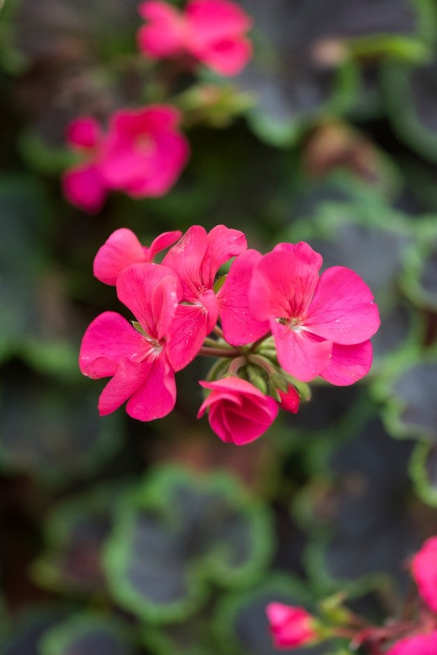 geranium 'Black Velvet Violet 393'