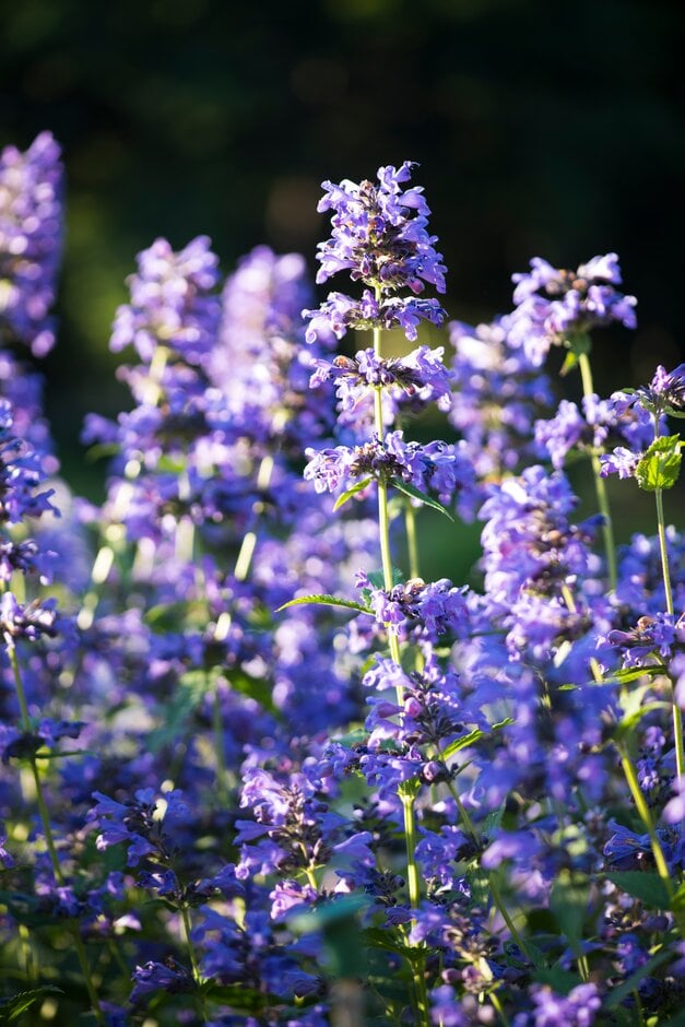 catmint 'Weinheim Big Blue'