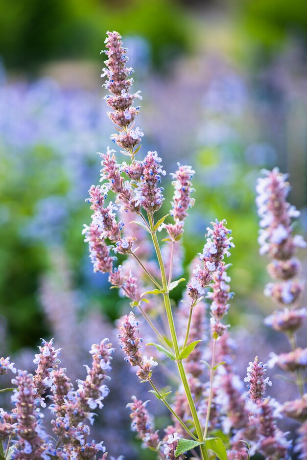 catmint 'Veluws Blauwtje'