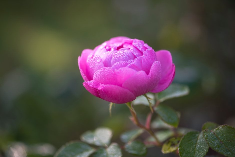 rose [Skylark]