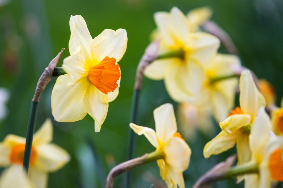 daffodil 'Jackpot'