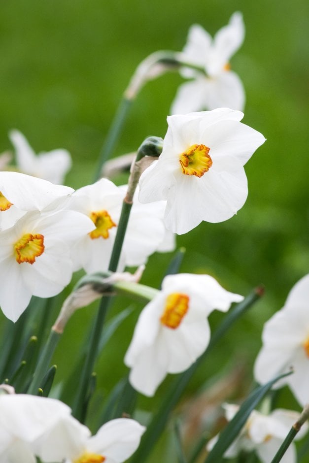 daffodil 'Capisco'