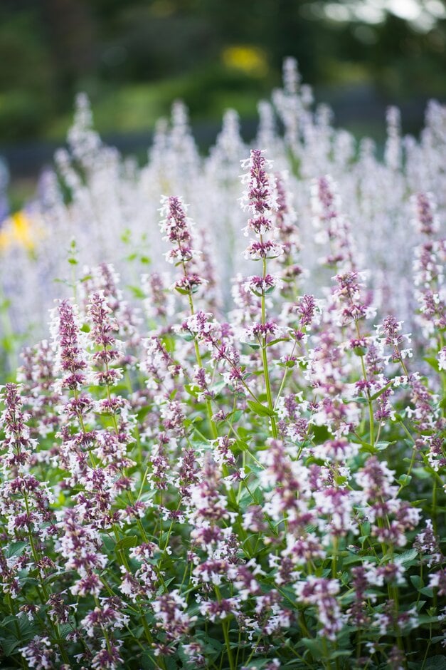 catmint 'Florina'