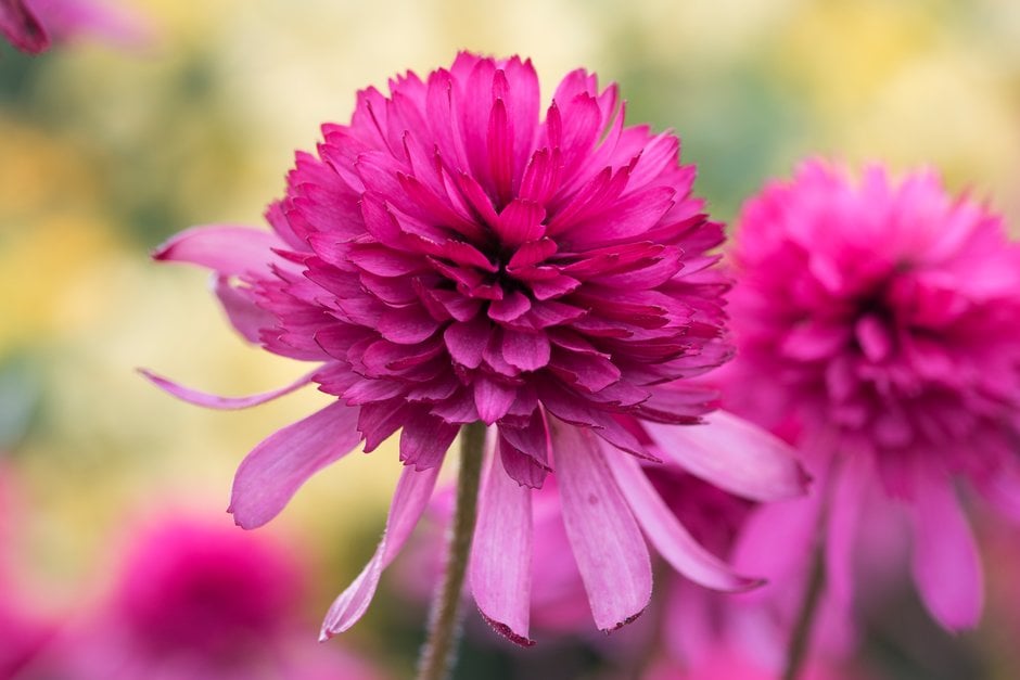 purple coneflower 'Southern Belle'
