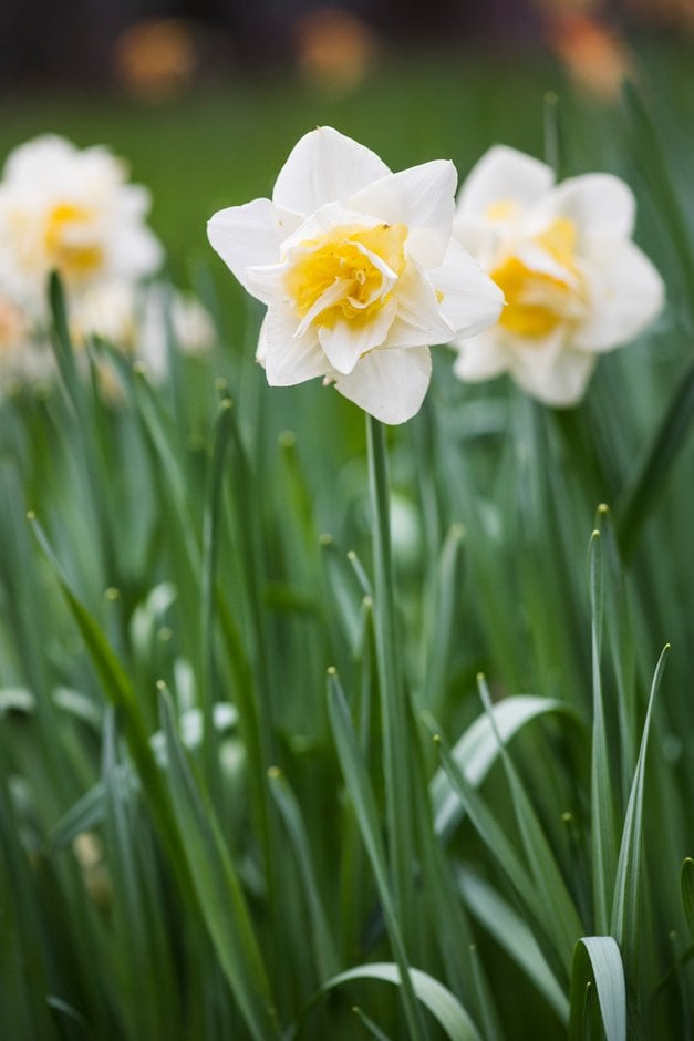daffodil 'White Lion'