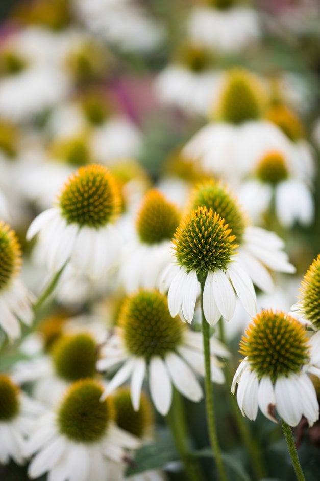 coneflower [Mooodz Glory]